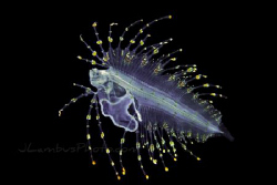 A larval Cusk Eel, or some other unidentified brotulotenia. by Joshua Lambus 